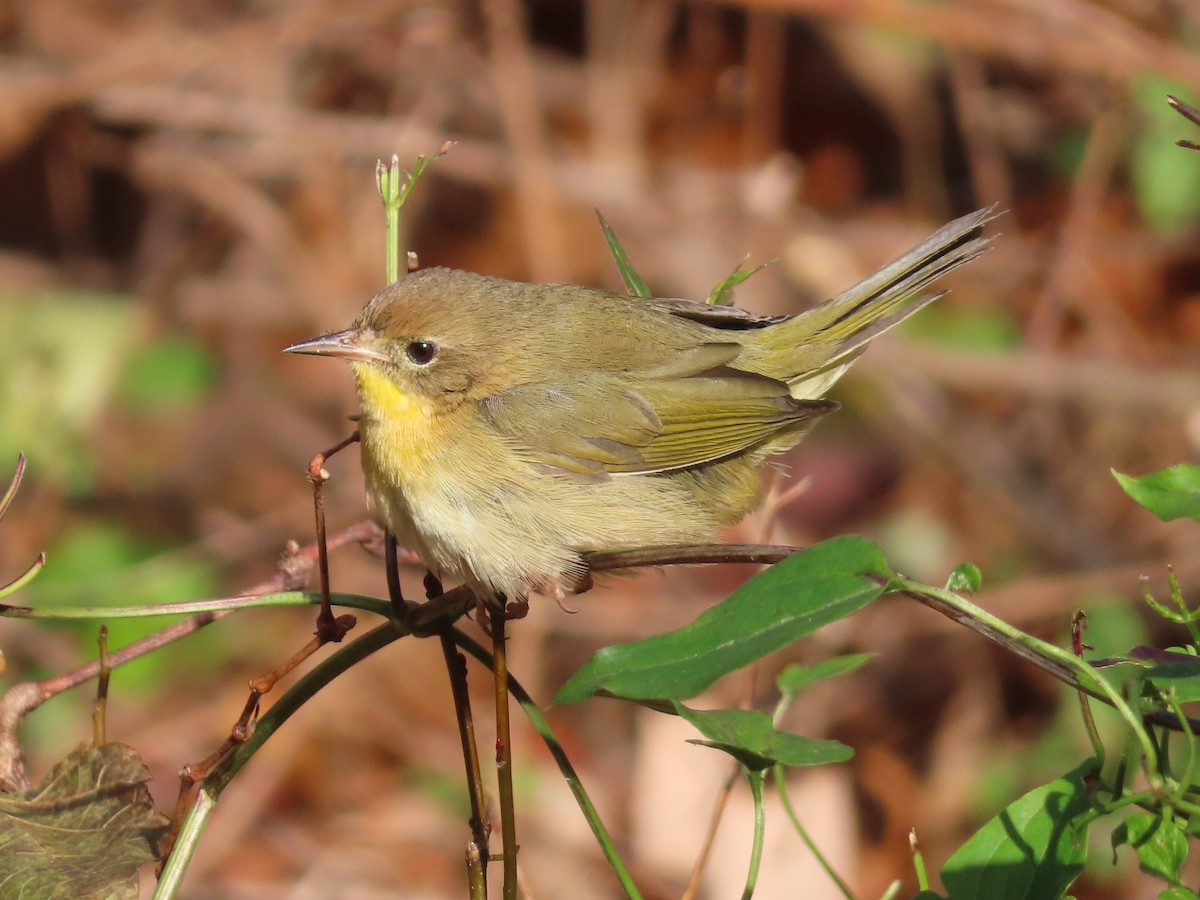 Common Yellowthroat (trichas Group) - ML645674476