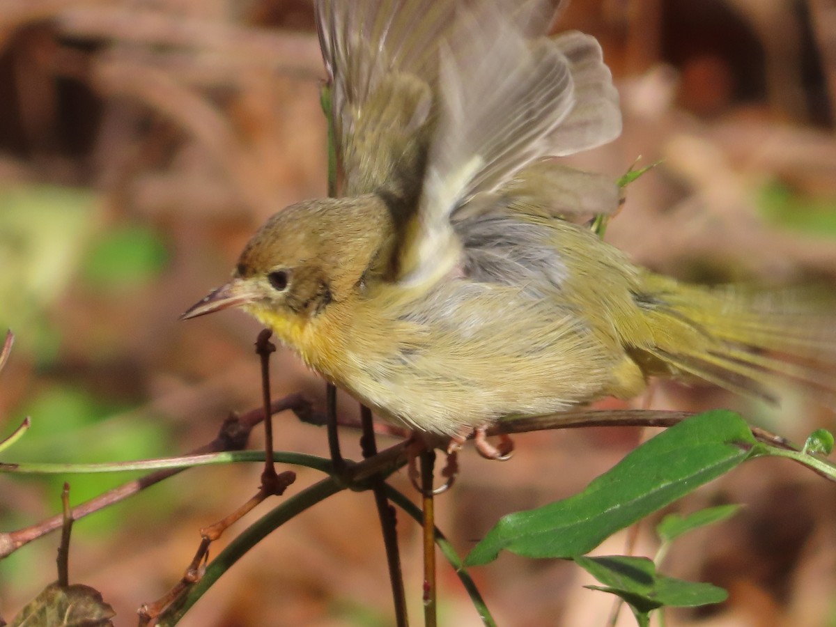 Common Yellowthroat (trichas Group) - ML645674486