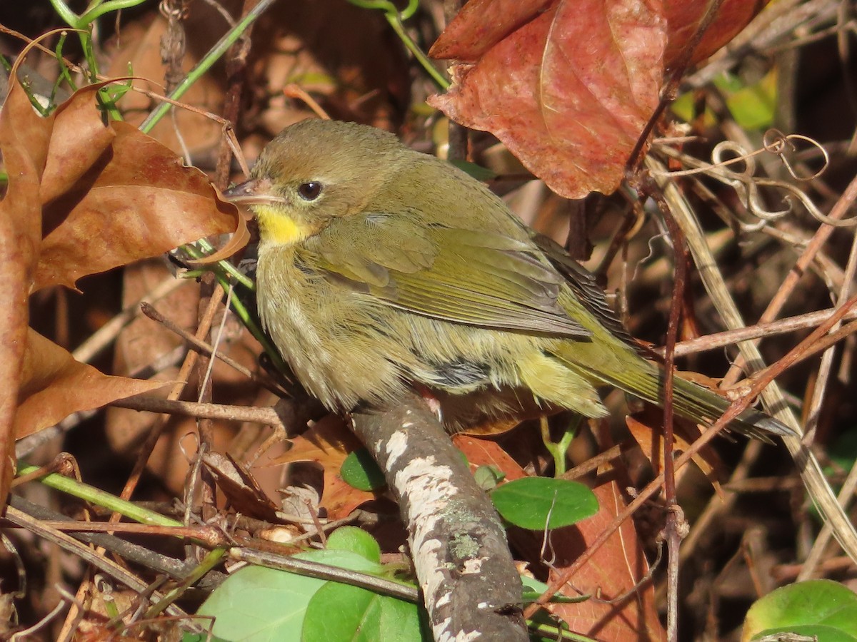 Common Yellowthroat (trichas Group) - ML645674487