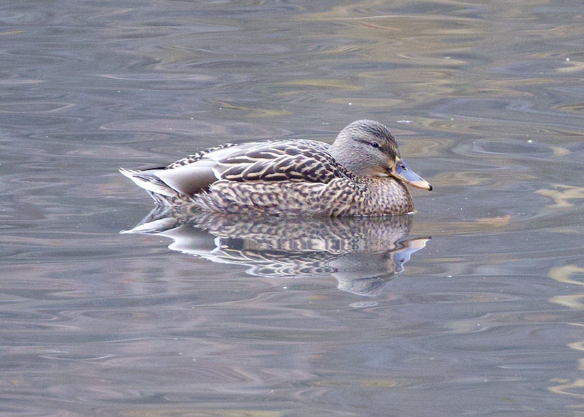 Mallard - ML645674488