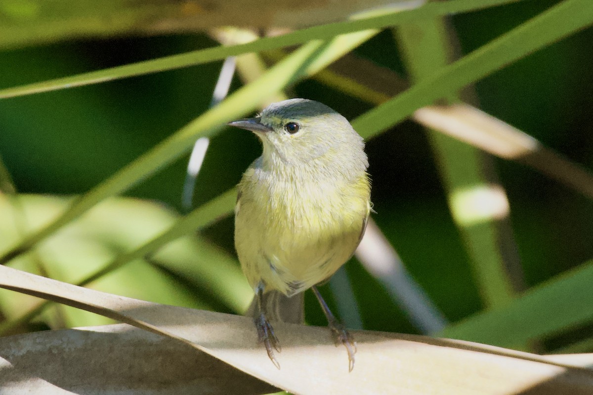 Orange-crowned Warbler - ML645674497