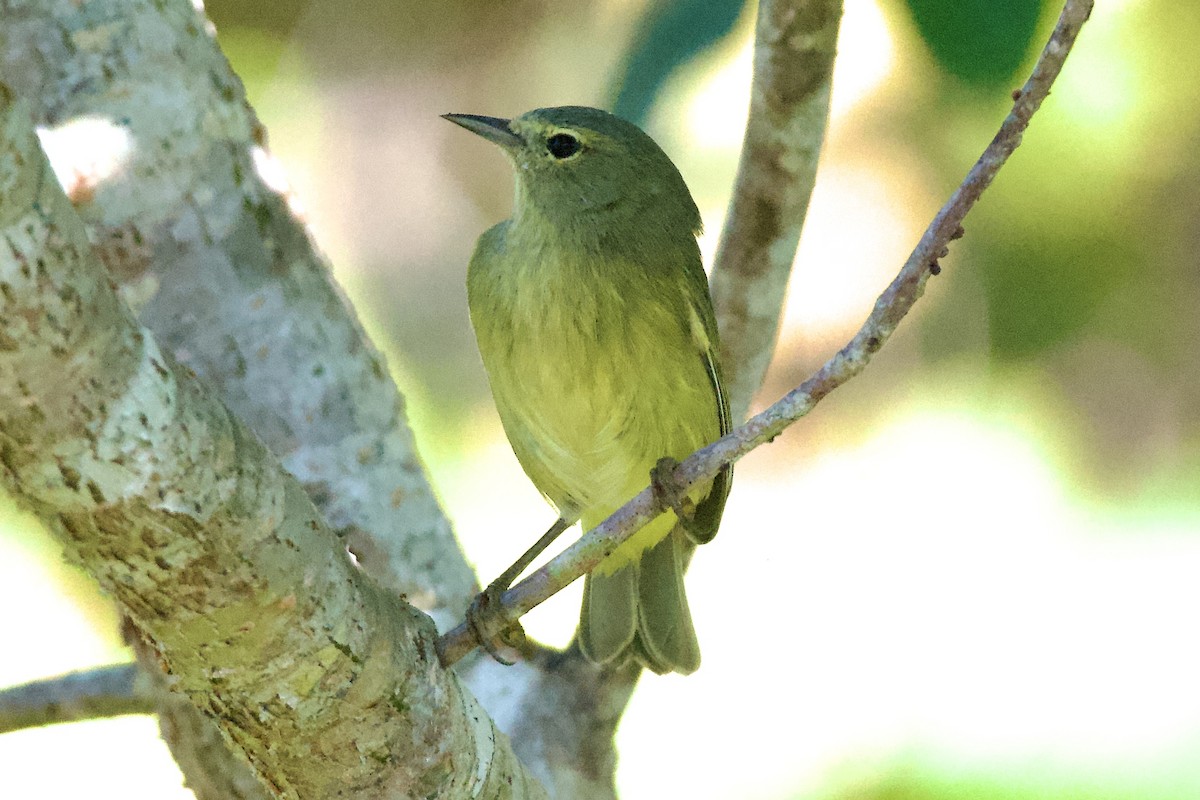 Orange-crowned Warbler - ML645674498