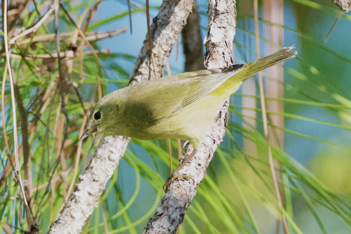 Orange-crowned Warbler - ML645674499