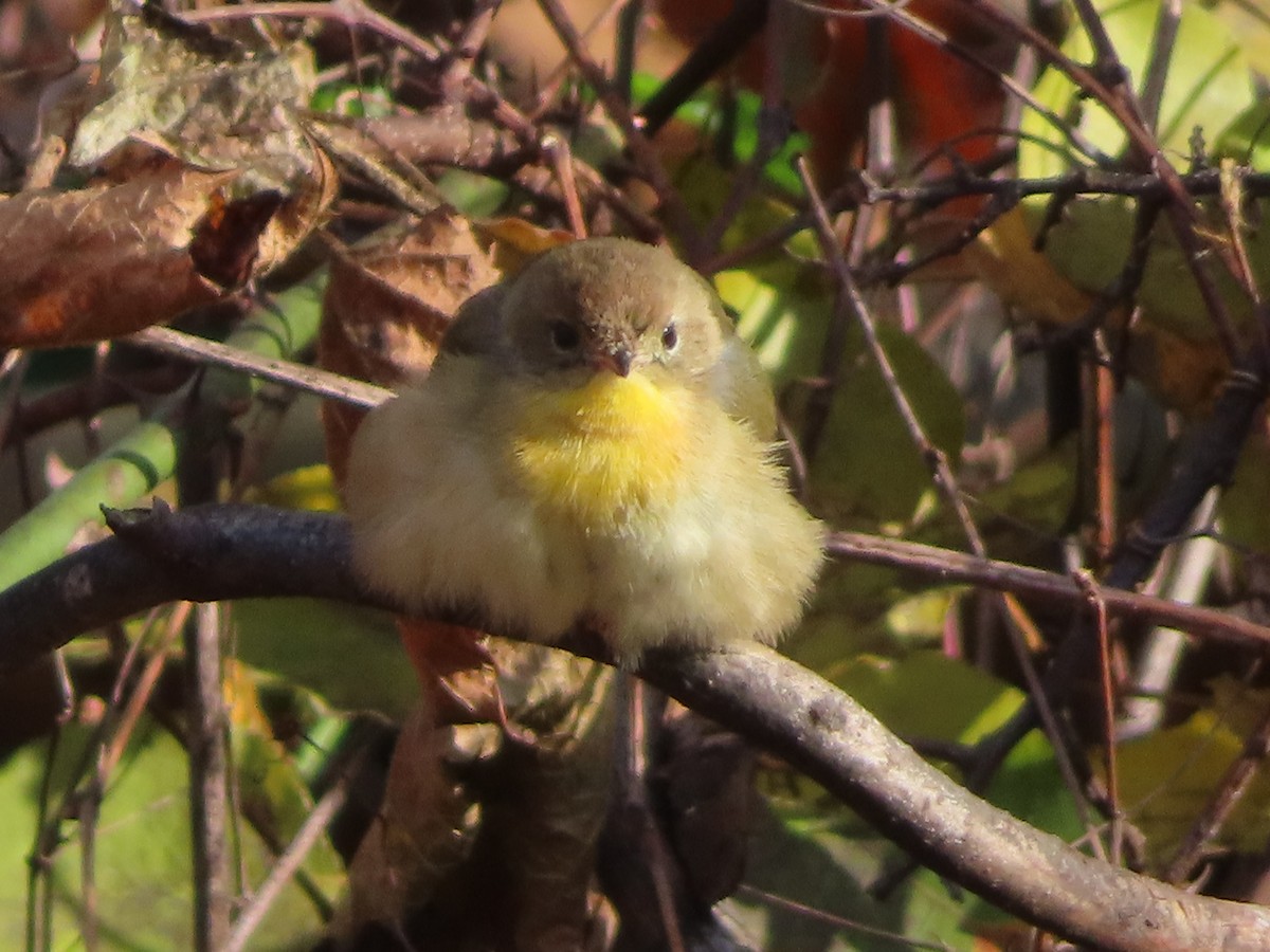 Common Yellowthroat (trichas Group) - ML645674502