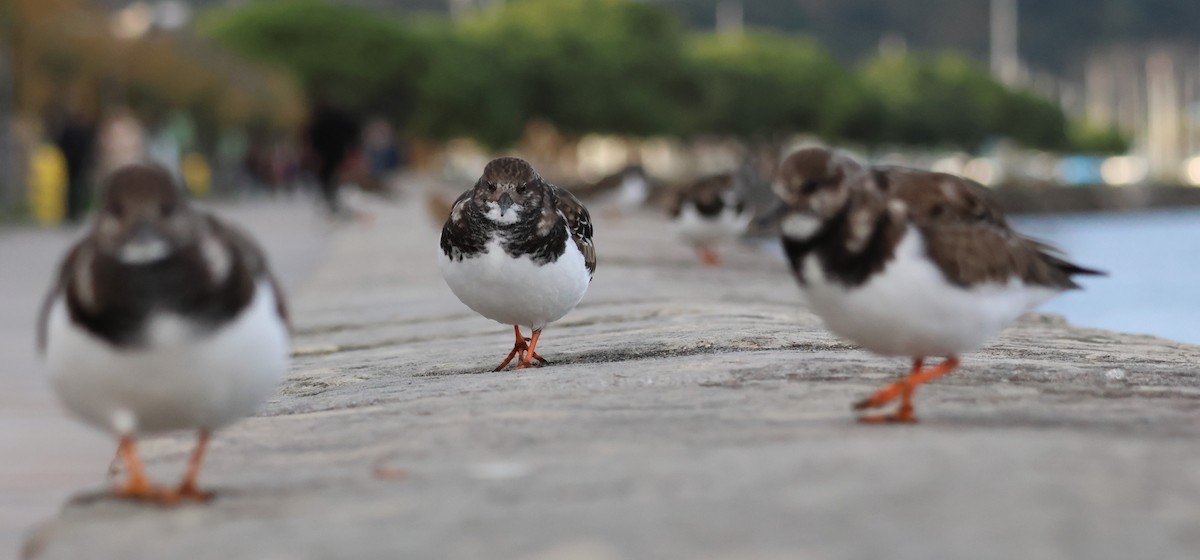 Ruddy Turnstone - ML645674503