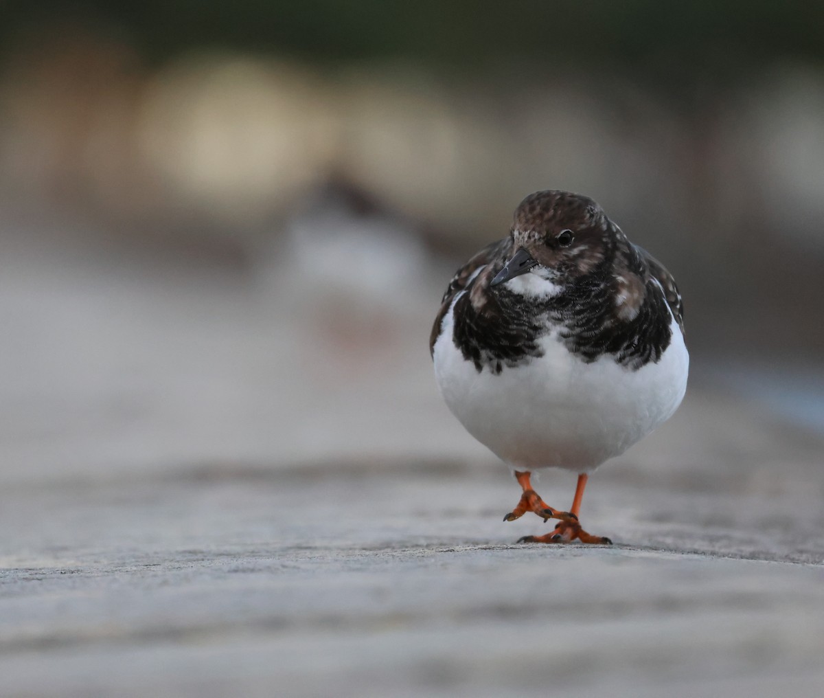 Ruddy Turnstone - ML645674504