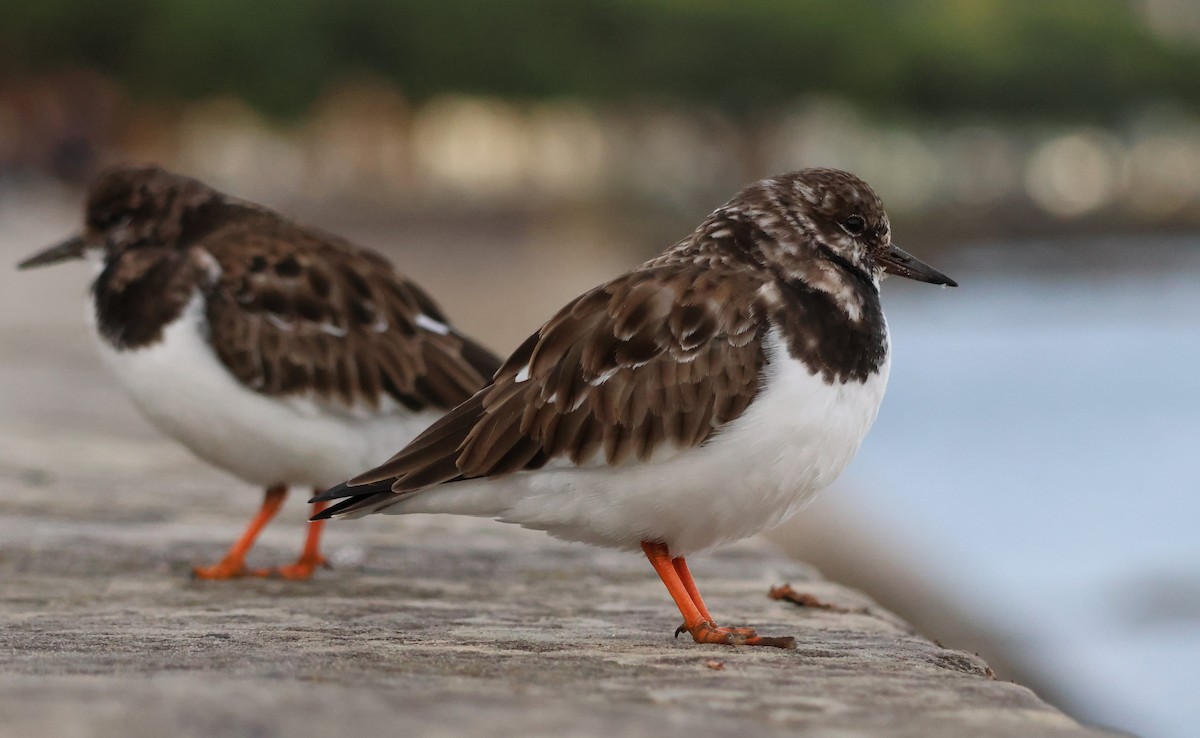 Ruddy Turnstone - ML645674505