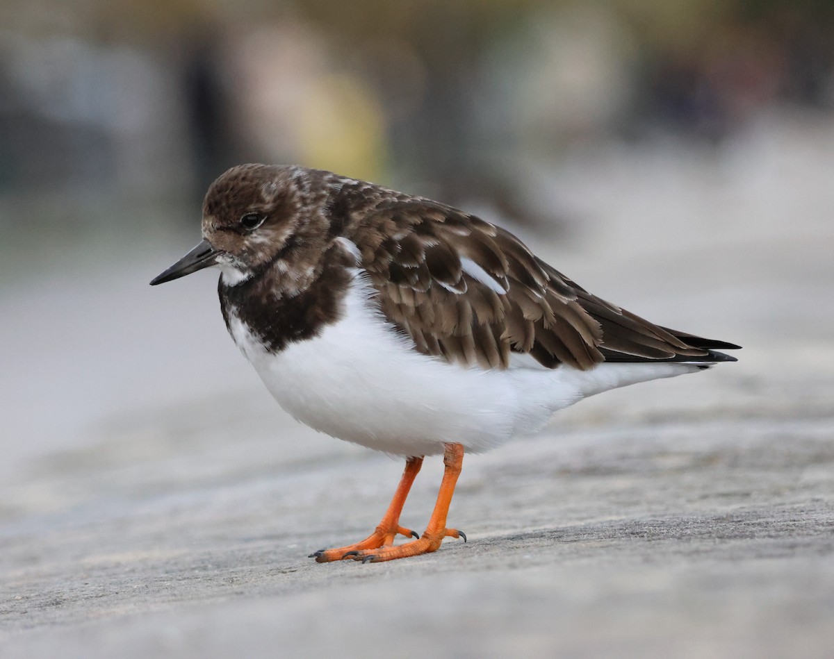 Ruddy Turnstone - ML645674506
