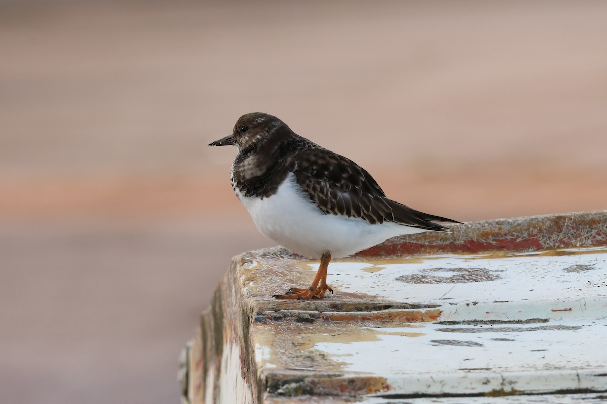 Ruddy Turnstone - ML645674509