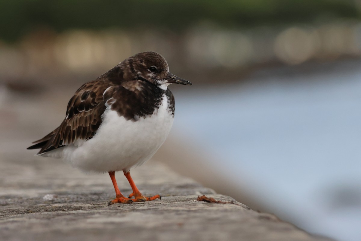 Ruddy Turnstone - ML645674510