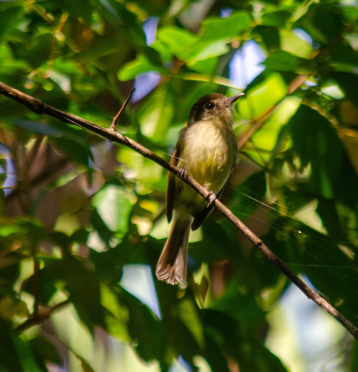 Sepia-capped Flycatcher - ML645674511