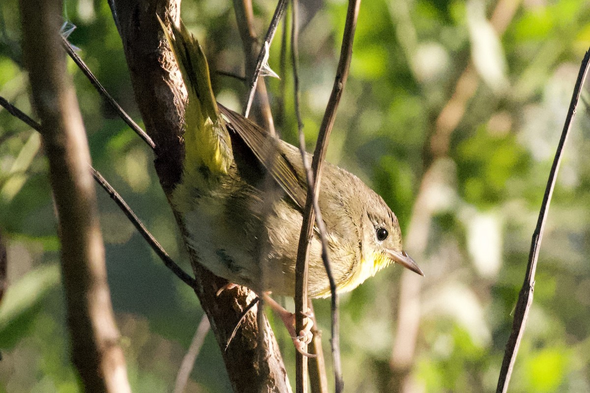 Common Yellowthroat - ML645674513