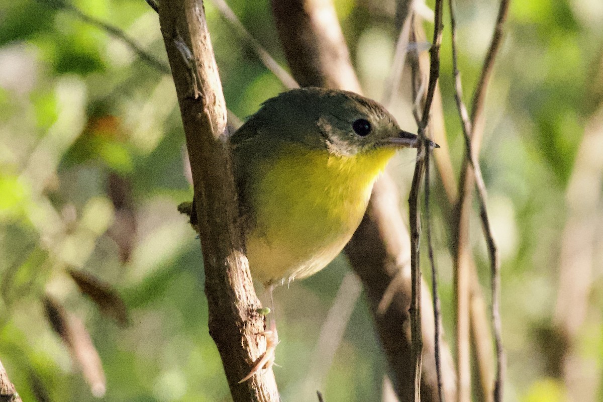 Common Yellowthroat - ML645674514