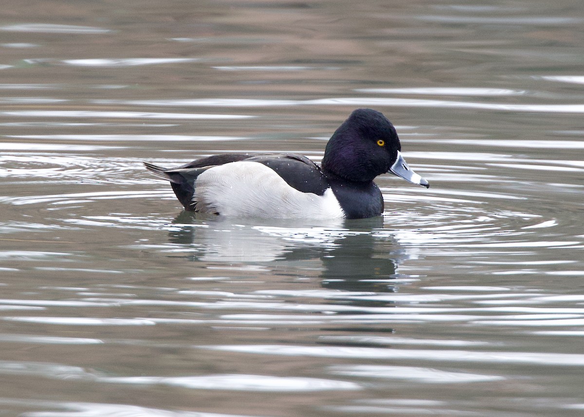 Ring-necked Duck - ML645674516