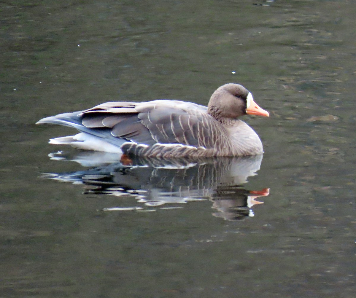 Greater White-fronted Goose - ML645674517