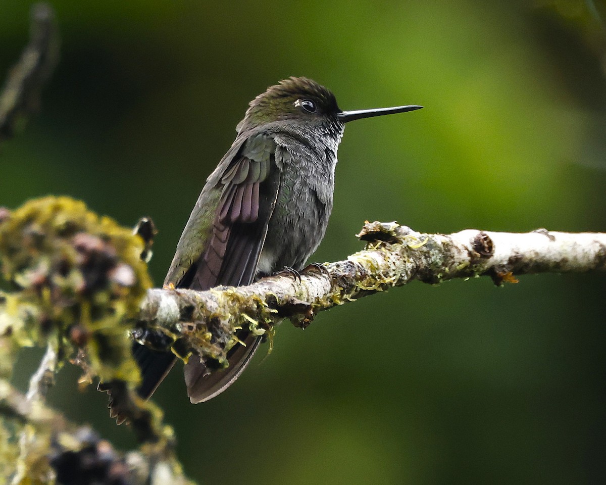 Hoary Puffleg - ML645674525