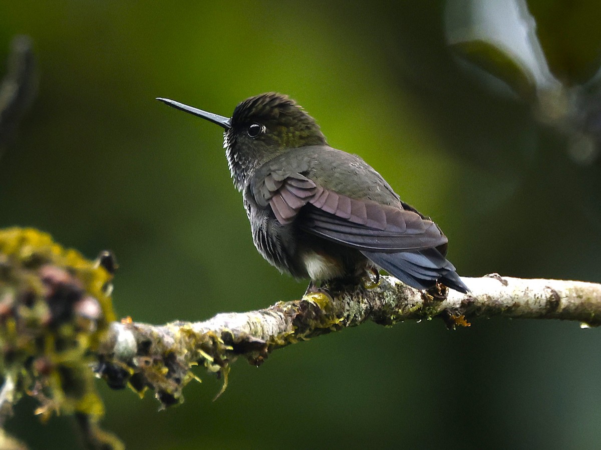 Hoary Puffleg - ML645674526