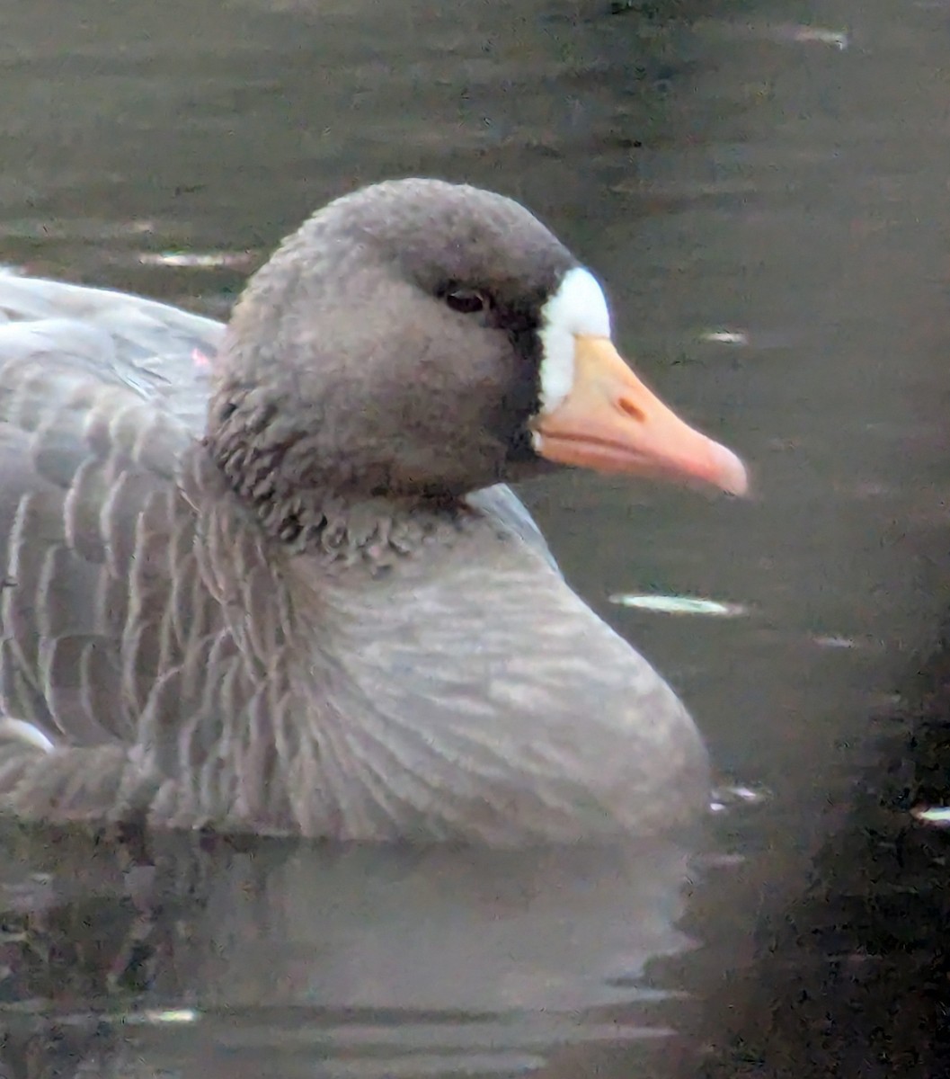Greater White-fronted Goose - ML645674528