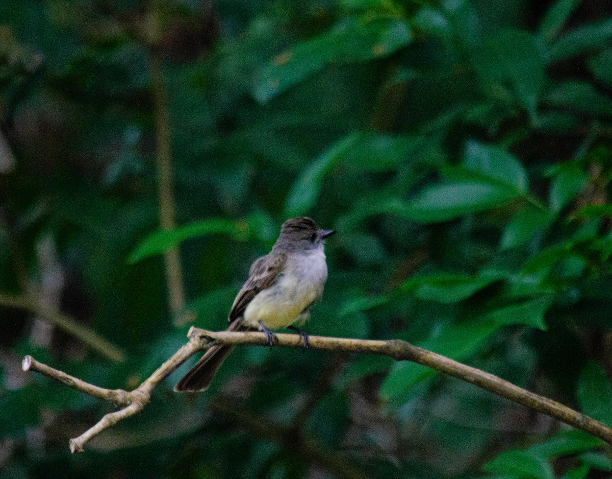Short-crested Flycatcher - ML645674530