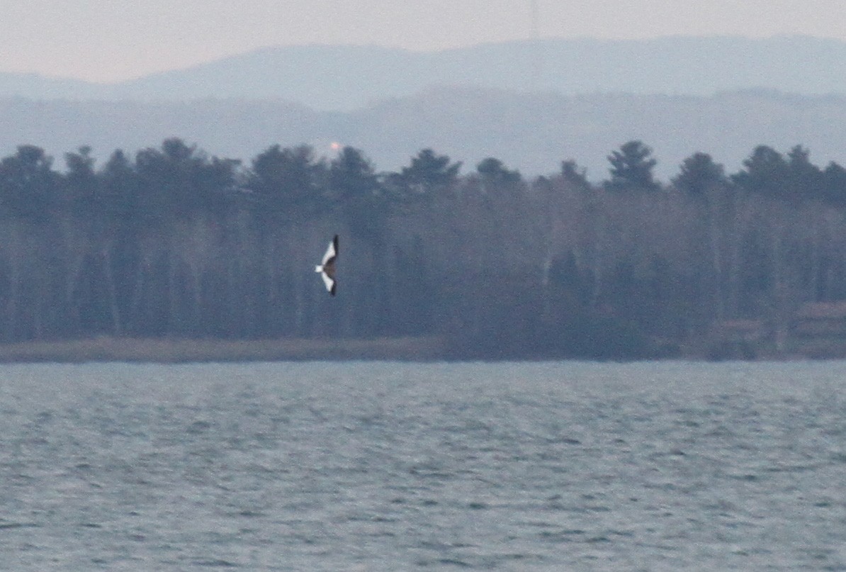 Sabine's Gull - ML645674533