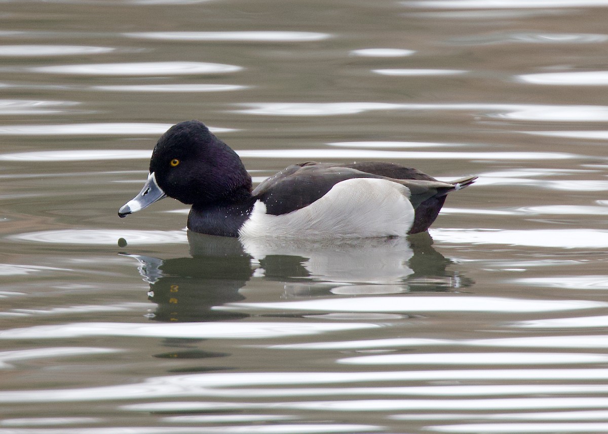 Ring-necked Duck - ML645674534