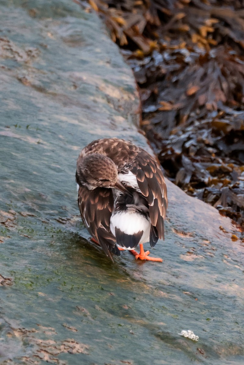 Ruddy Turnstone - ML645674536