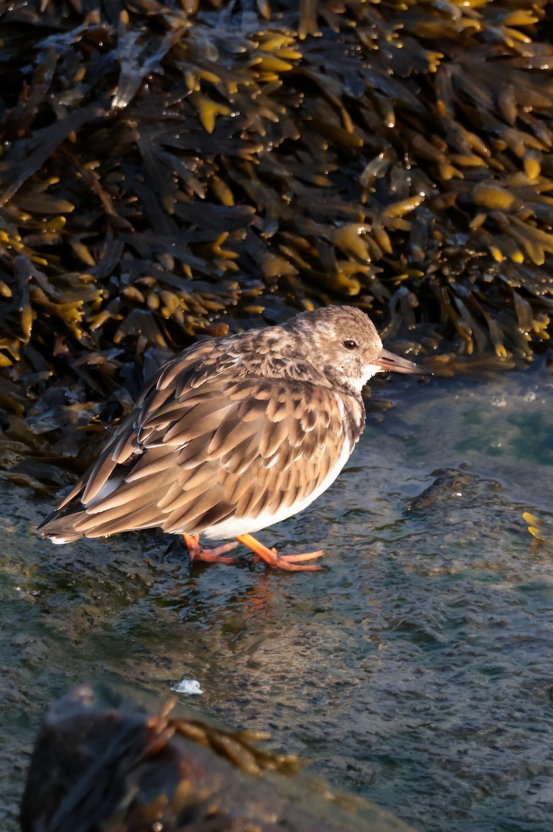 Ruddy Turnstone - ML645674537