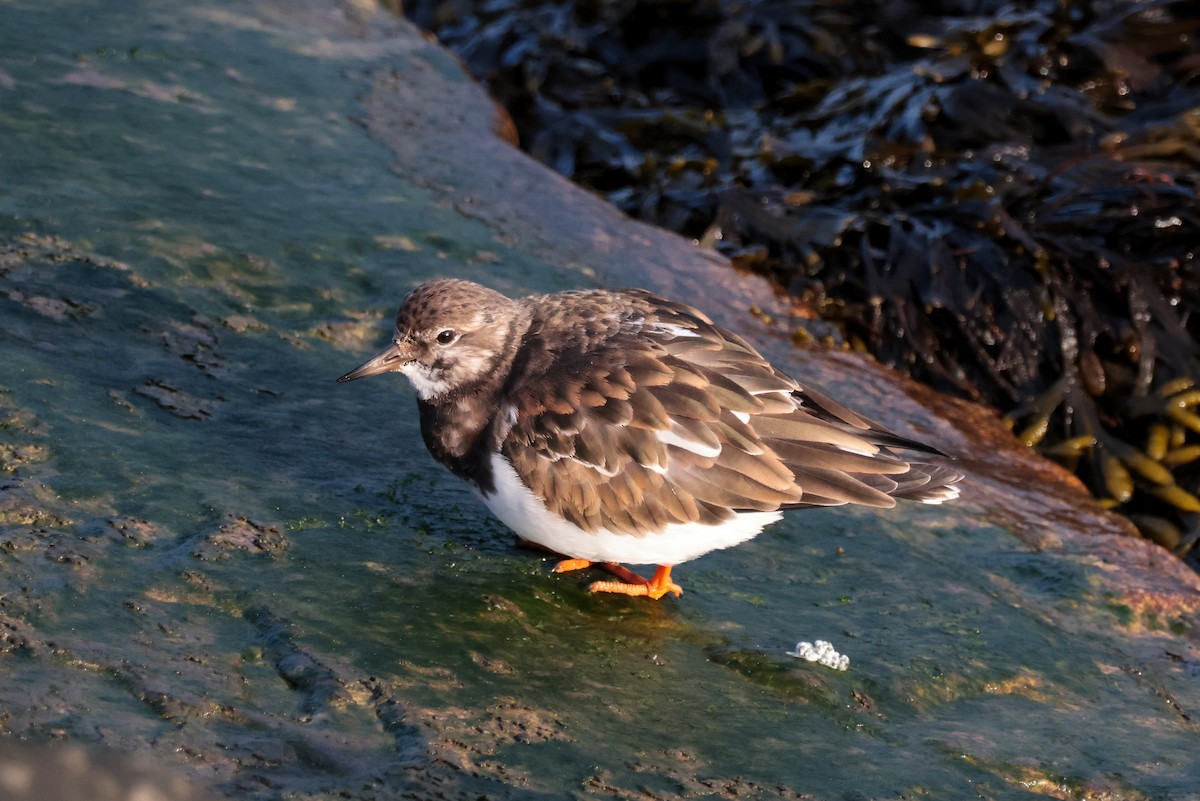 Ruddy Turnstone - ML645674538