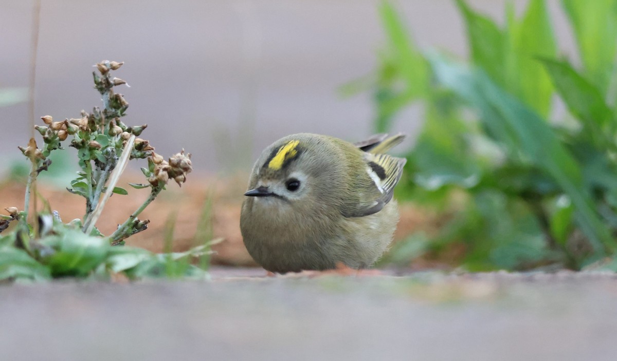 Goldcrest - ML645674542