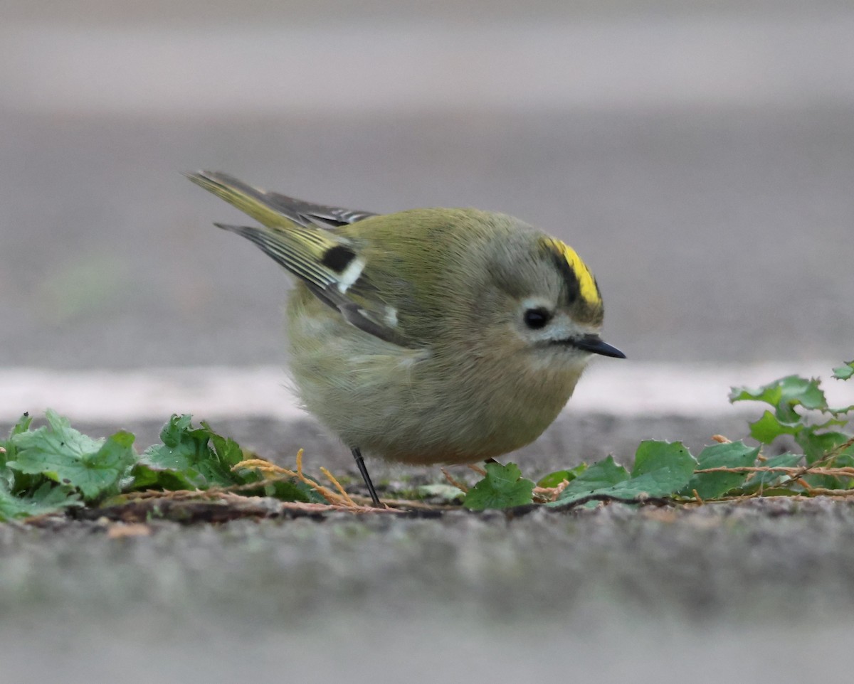 Goldcrest - ML645674543