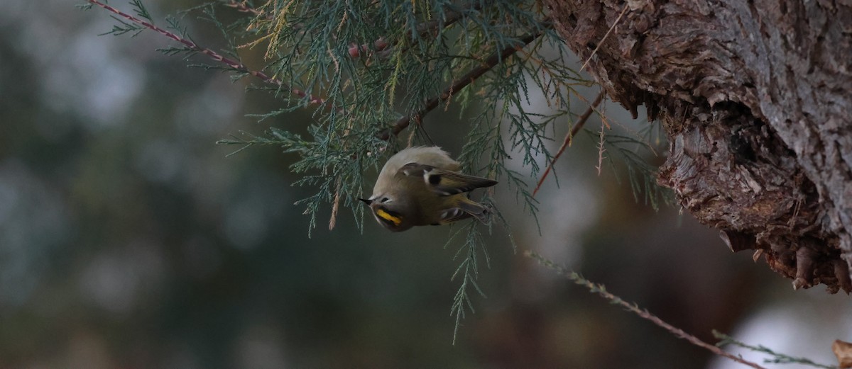Goldcrest - ML645674544