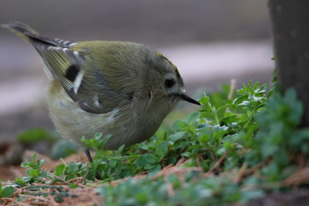 Goldcrest - ML645674546