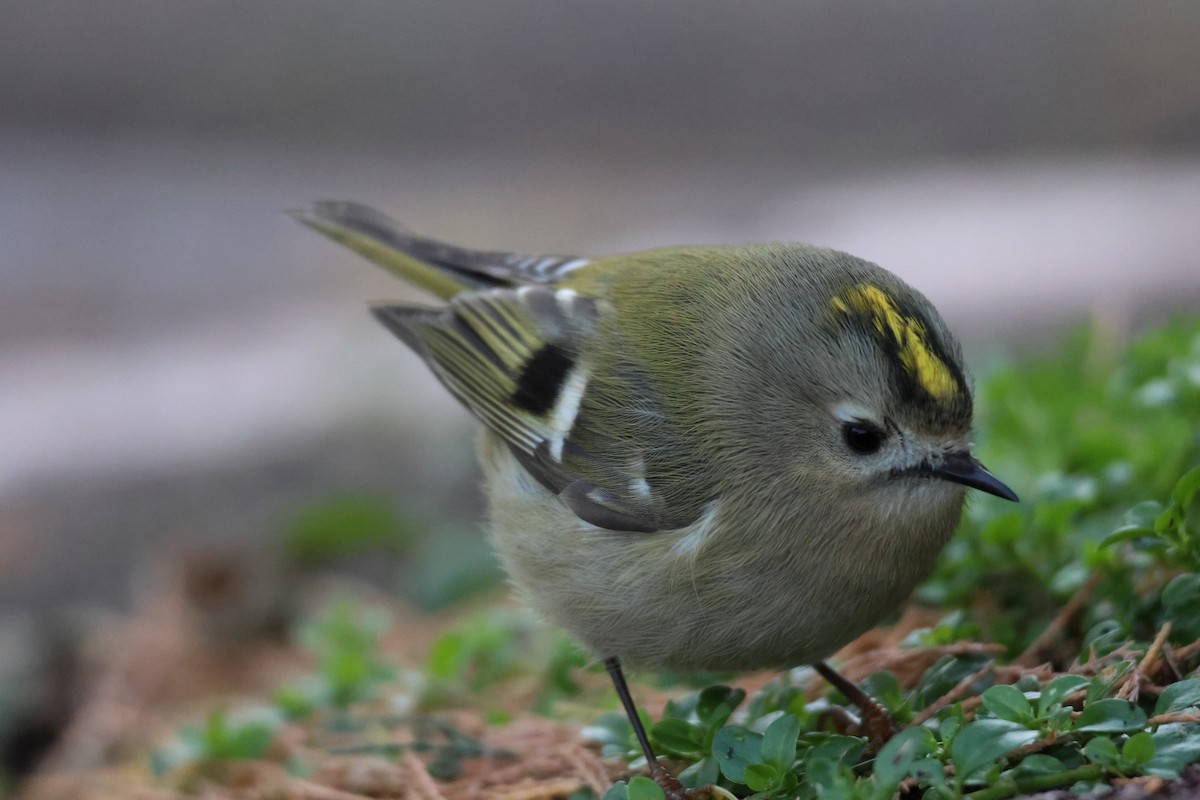 Goldcrest - ML645674547