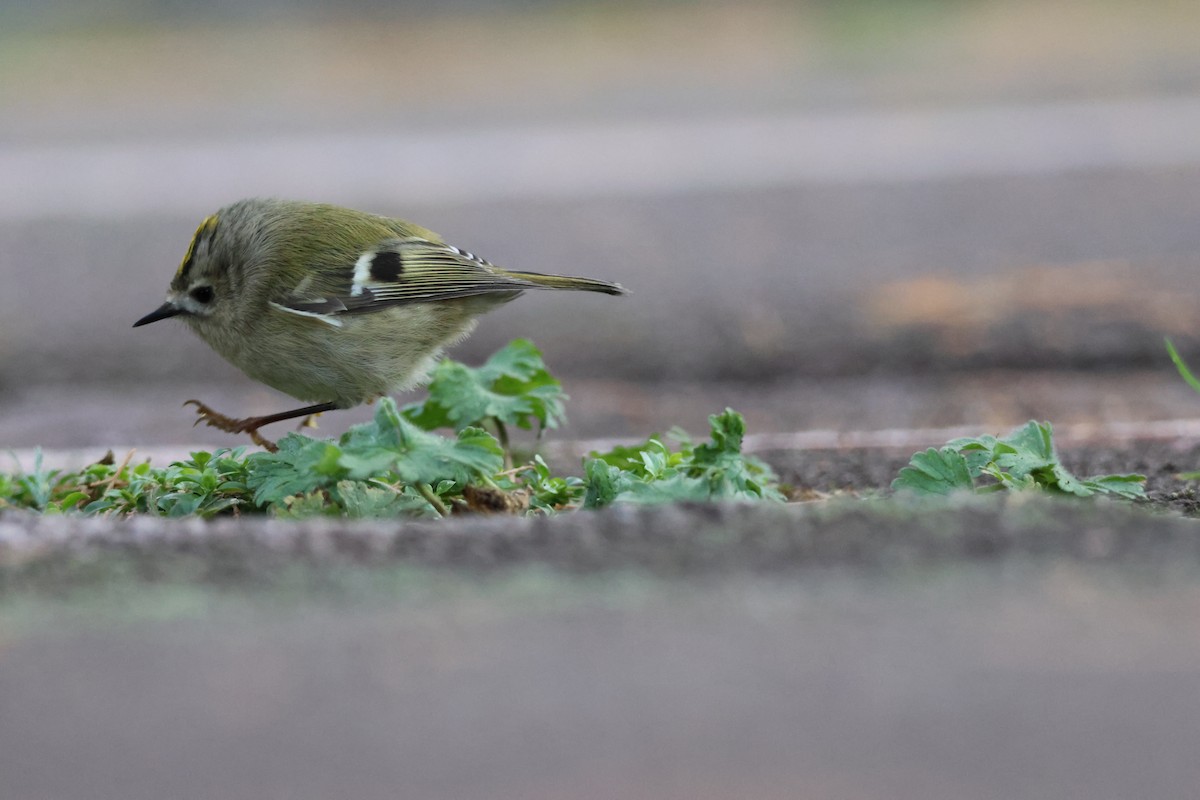 Goldcrest - ML645674549