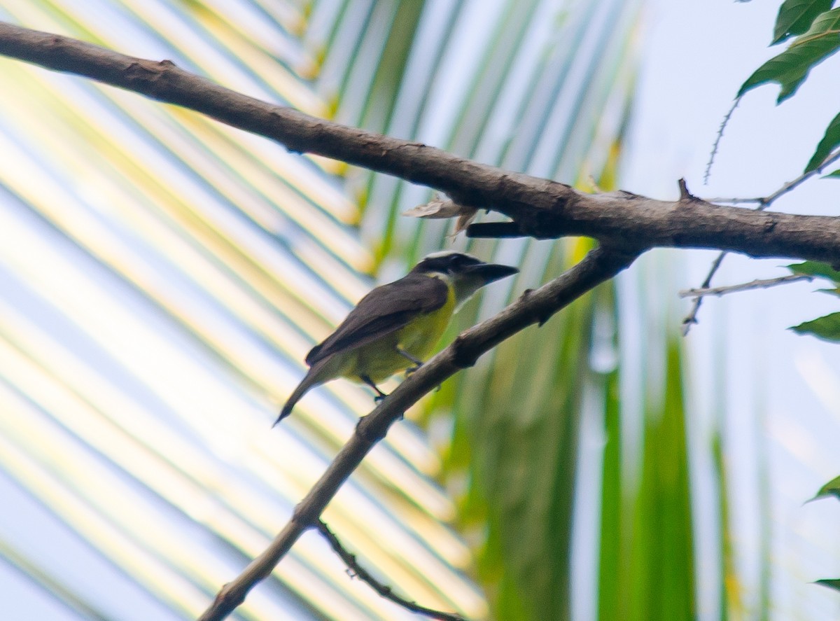 Boat-billed Flycatcher - ML645674552