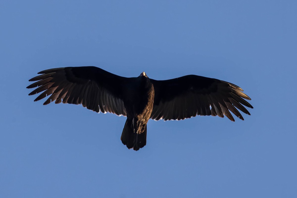 Turkey Vulture - ML645674558