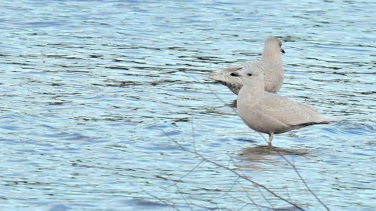 Iceland Gull - ML645674565