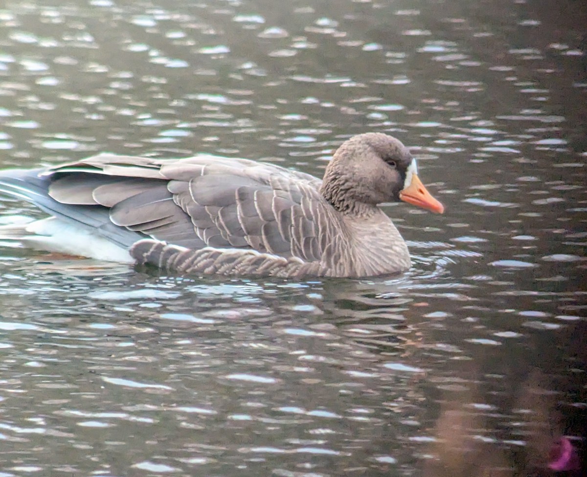 Greater White-fronted Goose - ML645674566