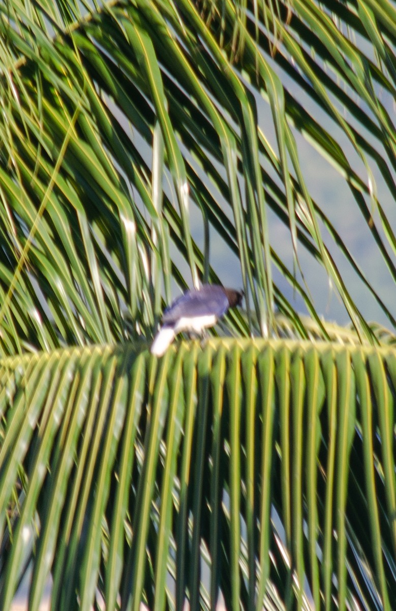 Curl-crested Jay - ML645674570
