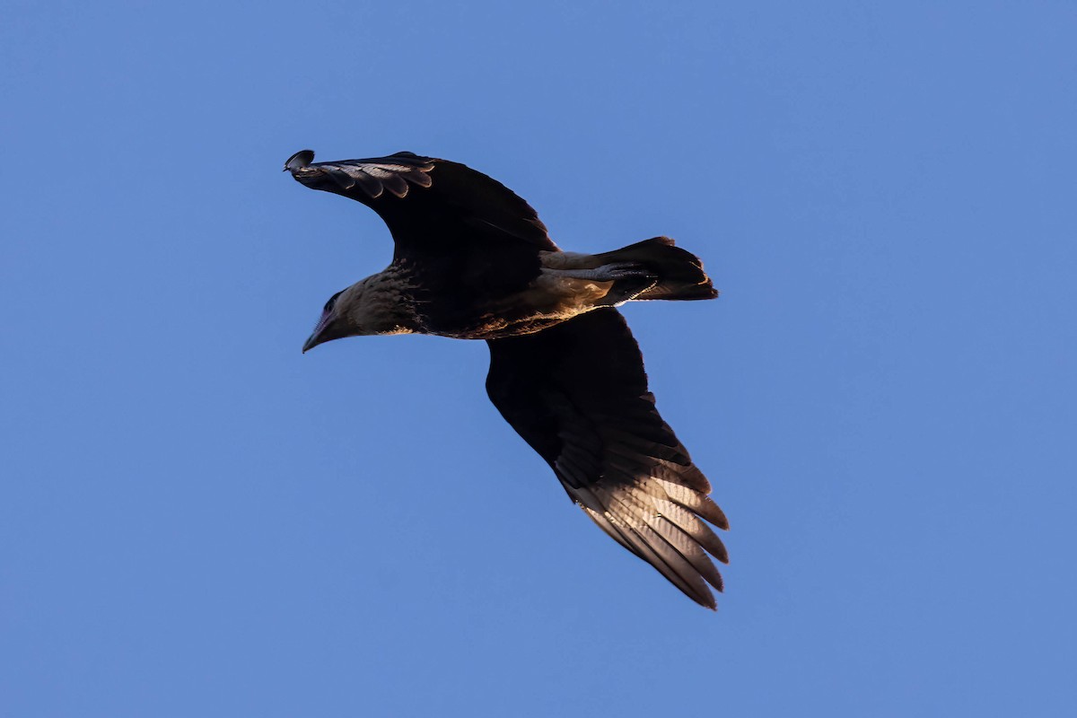 Crested Caracara - ML645674573