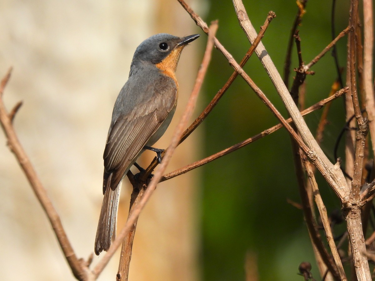 Little Shrikethrush (Arafura) - ML645674575