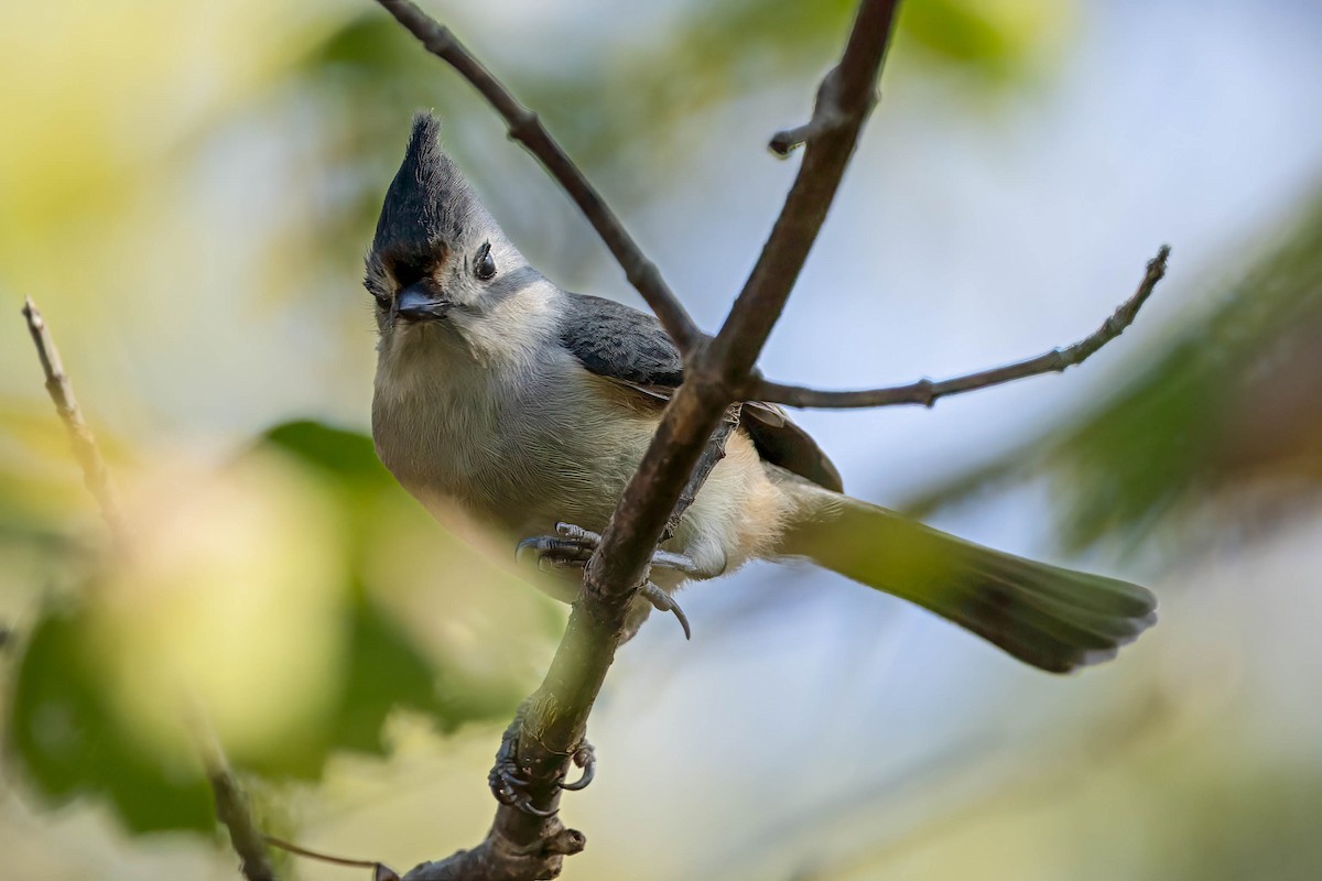 Tufted x Black-crested Titmouse (hybrid) - ML645674576