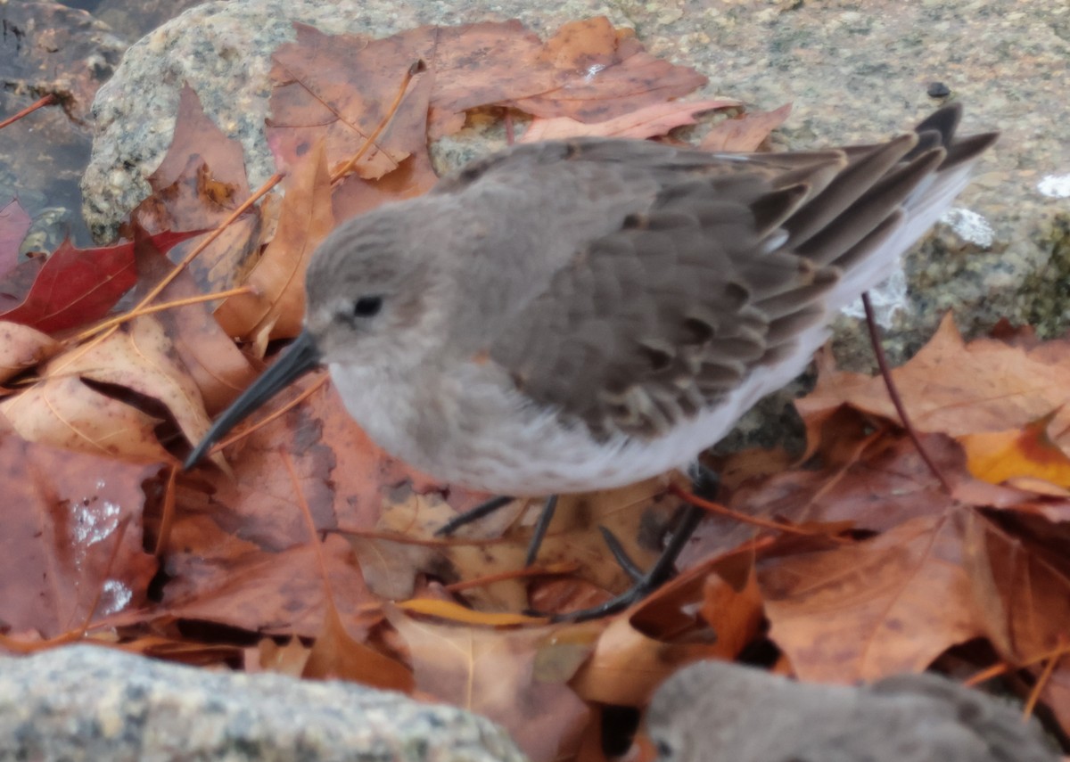 Dunlin - ML645674579