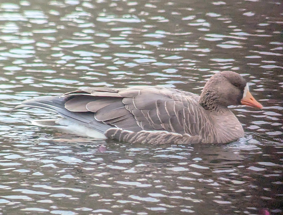Greater White-fronted Goose - ML645674584