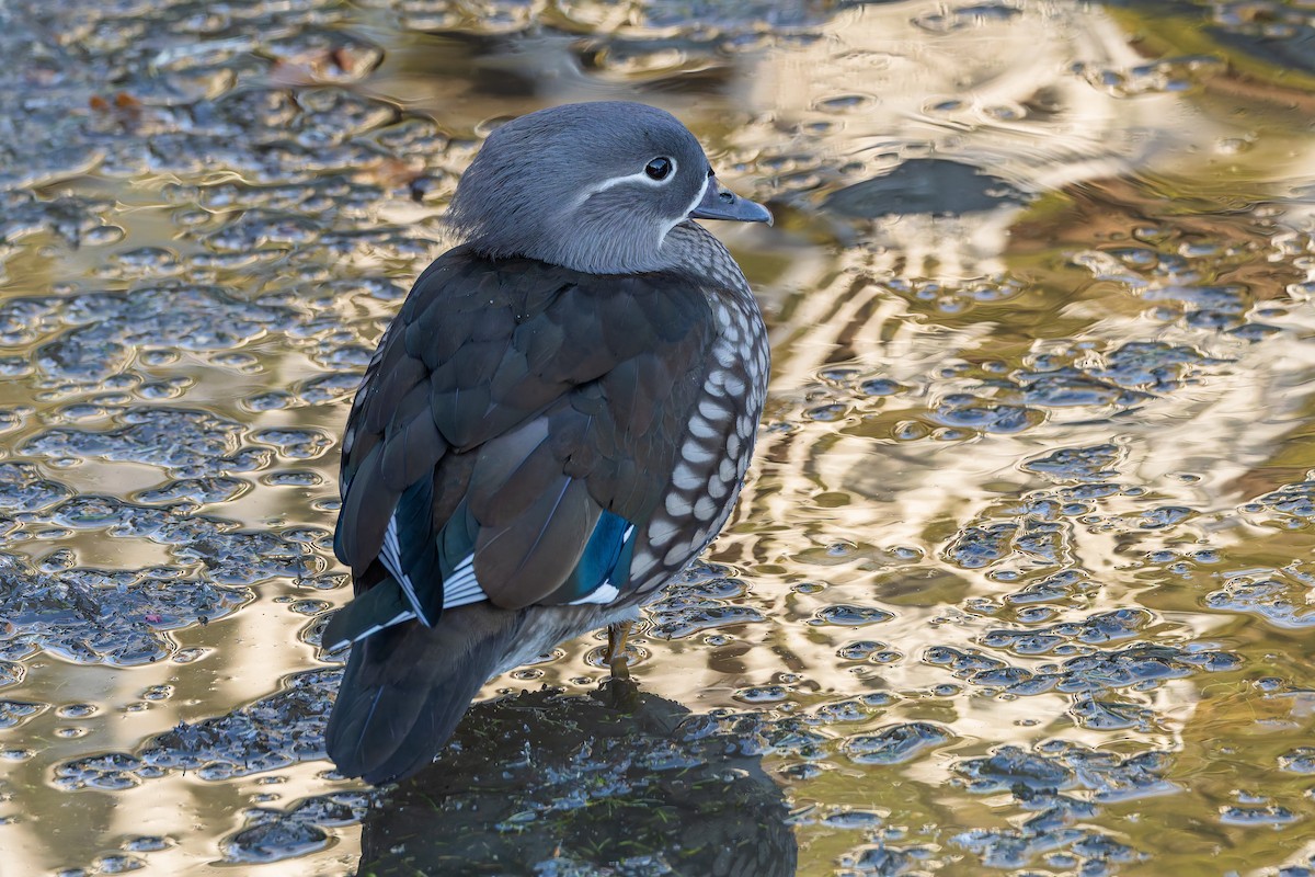 Mandarin Ördeği - ML645674586