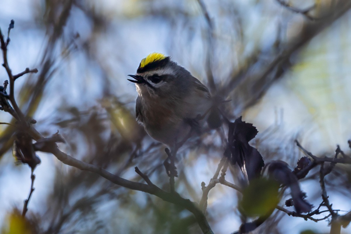 Golden-crowned Kinglet - ML645674587
