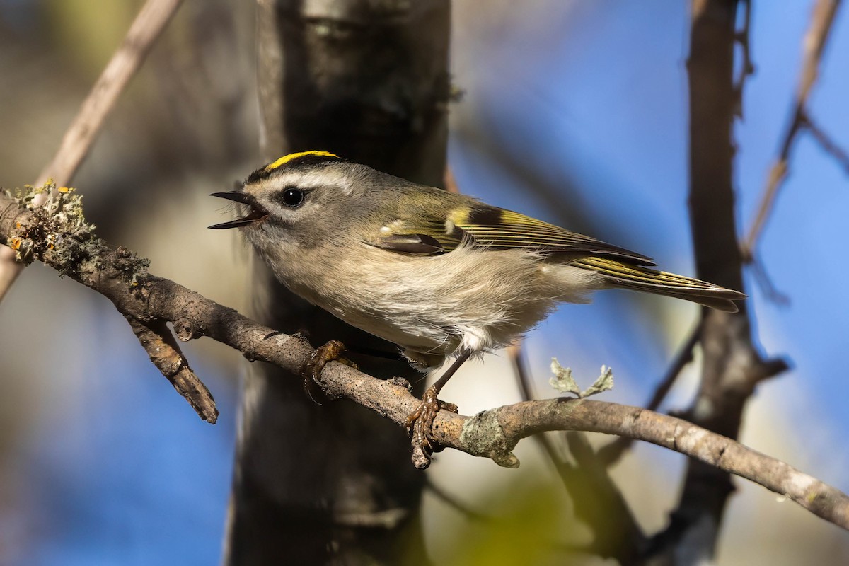 Golden-crowned Kinglet - ML645674588
