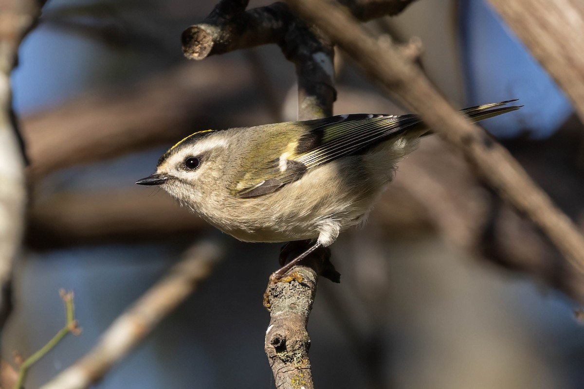 Golden-crowned Kinglet - ML645674589