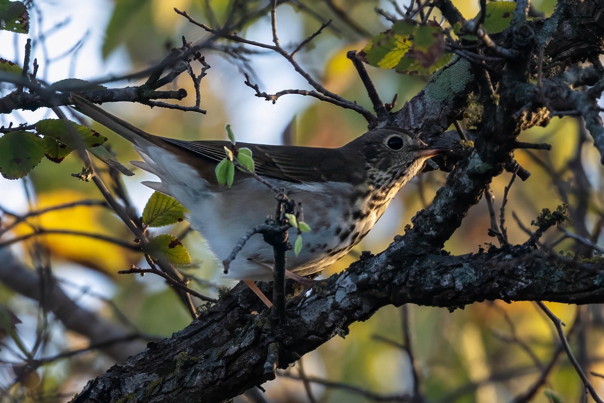 Hermit Thrush - ML645674596