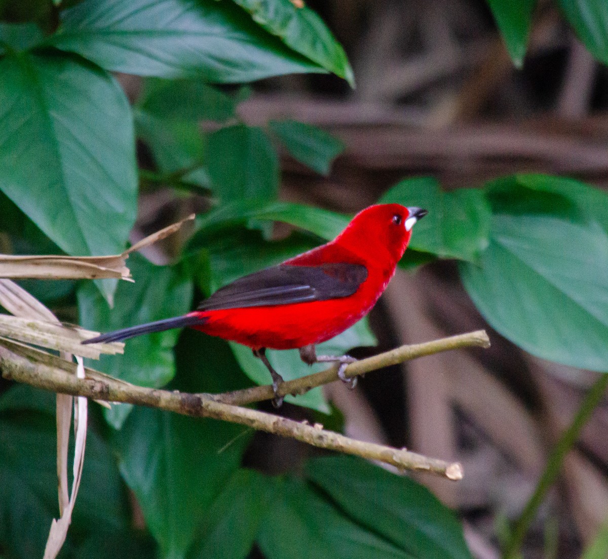 Brazilian Tanager - ML645674597